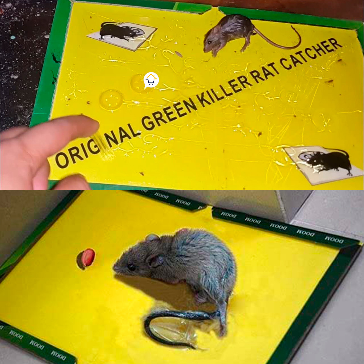 Miniatura 3 de Set x3 Trampas Pegamento Para Raton GR8